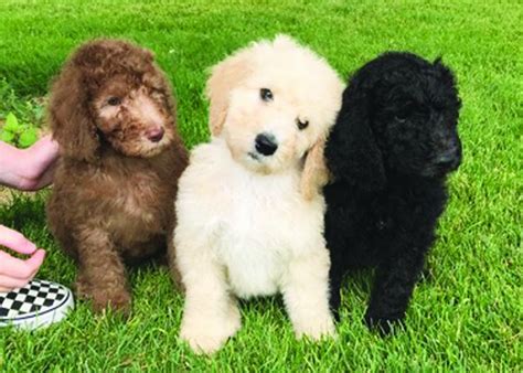 chanel poodle puppies thunder bay|Superior Poodles, 304 Selkirk Street South, Thunder Bay, ON .